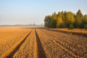plowed field with tractor traces and distant forest at sunrise